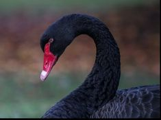 (A black swan is an extremely rare event (Like Covid-19) with severe consequences that can cause catastrophic damage to an economy)